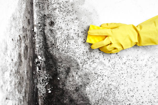 Best Mold Removal for HVAC Installations  in Inverness, CO